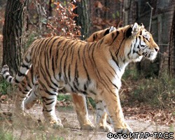 Минприроды верит в увеличение популяции амурского тигра