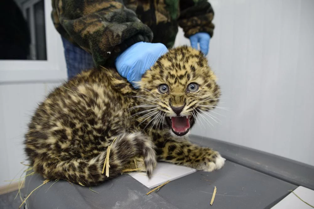 ФГБУ "Земля леопарда"