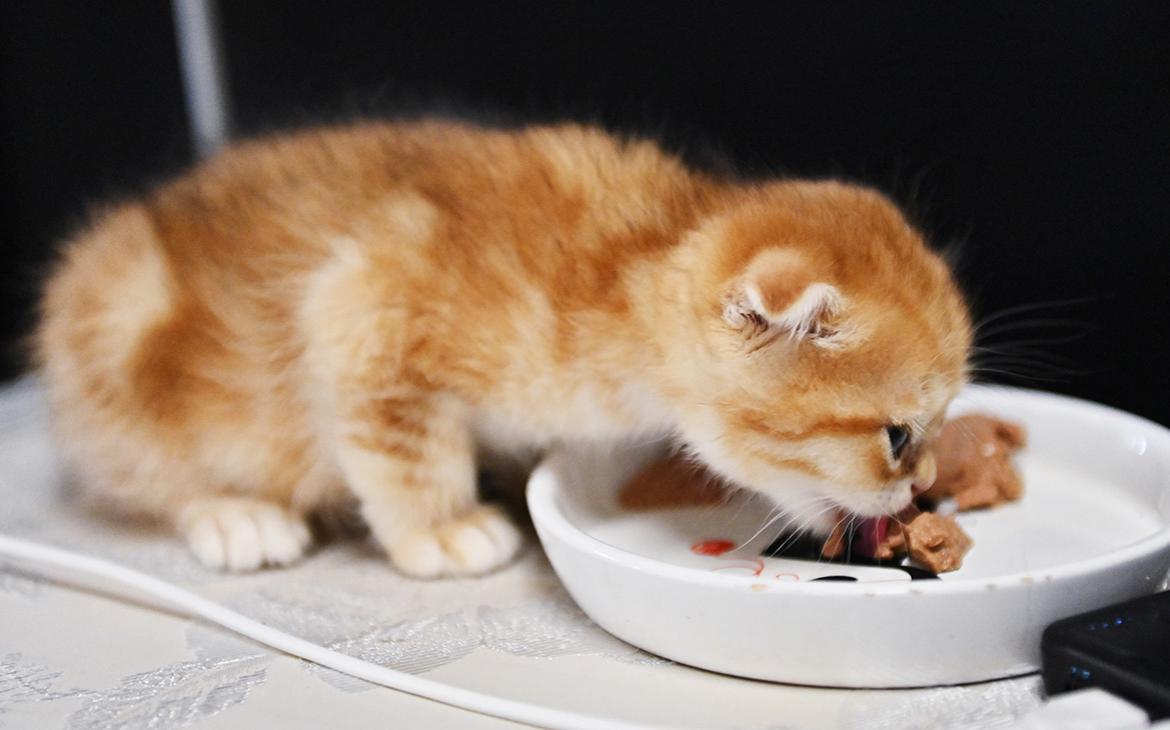 Аналитики выяснили, кому чаще покупают корм — кошкам или собакам