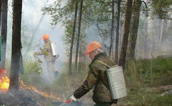 Фото: Министерство лесного хозяйства РБ