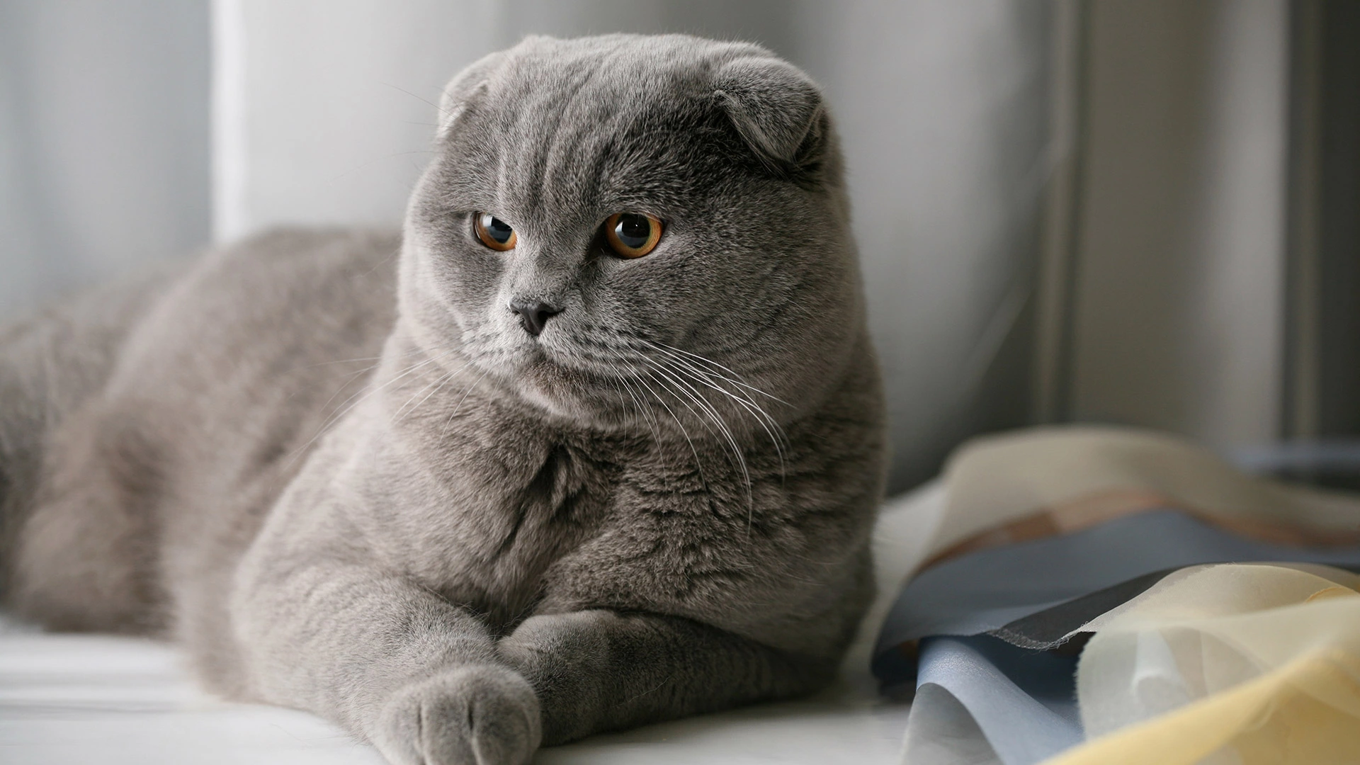 Шотландская вислоухая кошка: фото, характер, описание породы | РБК Life
