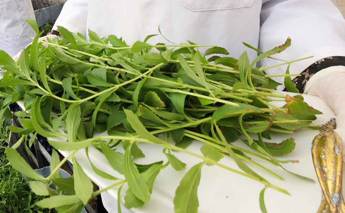 Ashraf Amra / Keystone / Global Look Press