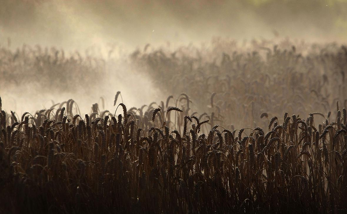 Bloomberg назвал майские холода в России угрозой мировым запасам пшеницы