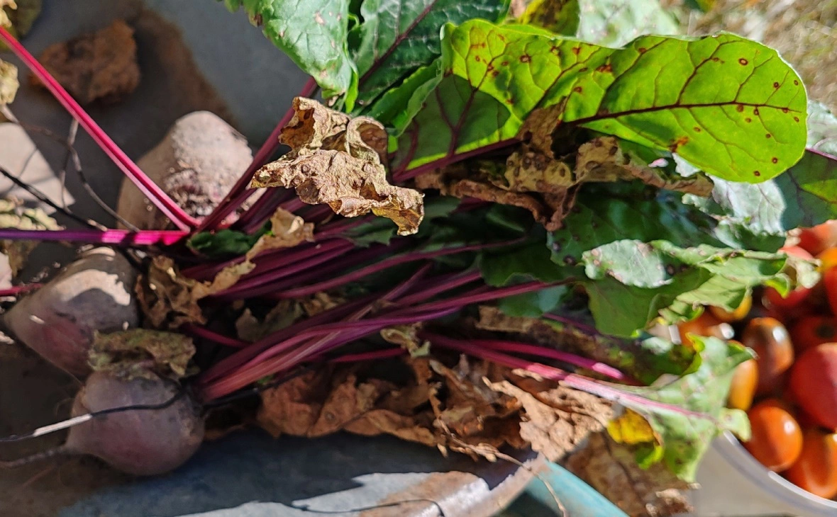 РБК Черноземье