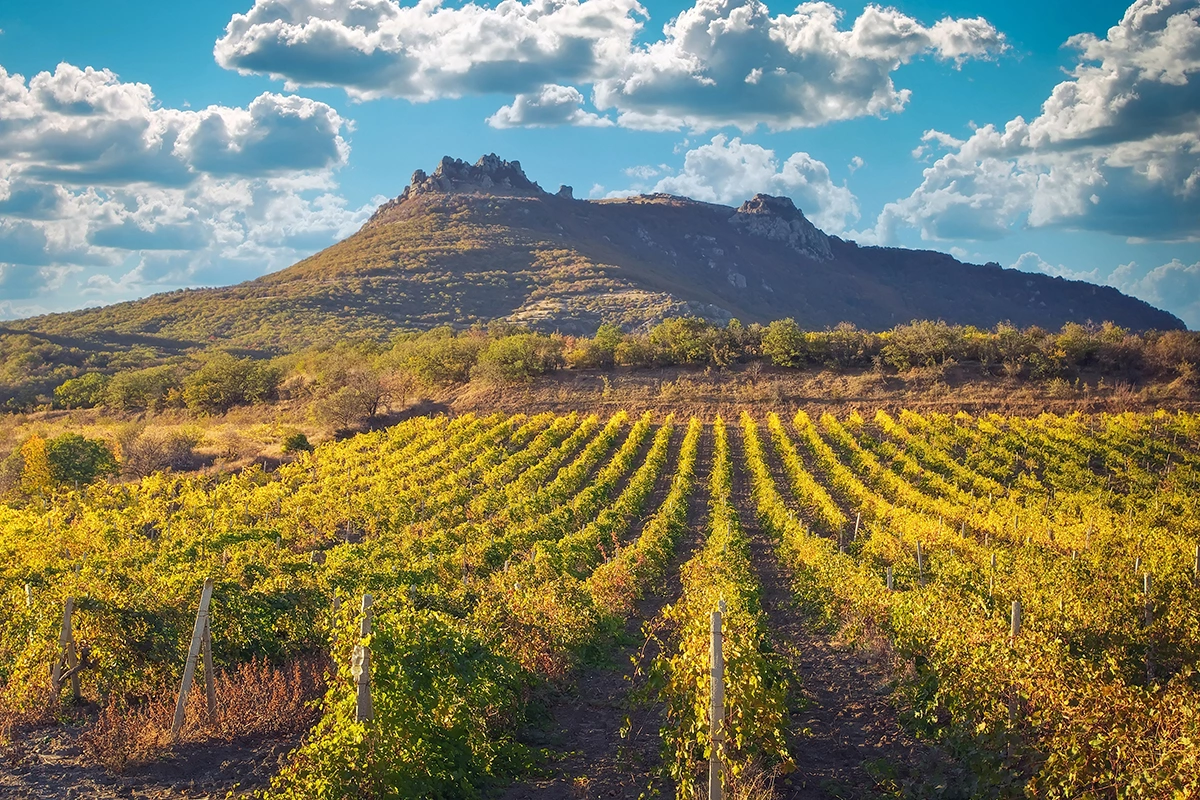 Власти Крыма заявили о снижении урожая винограда в 2024 году