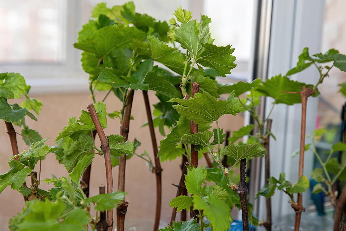 Чаще всего виноград высаживают осенью в южных регионах и в климате с мягкими зимами