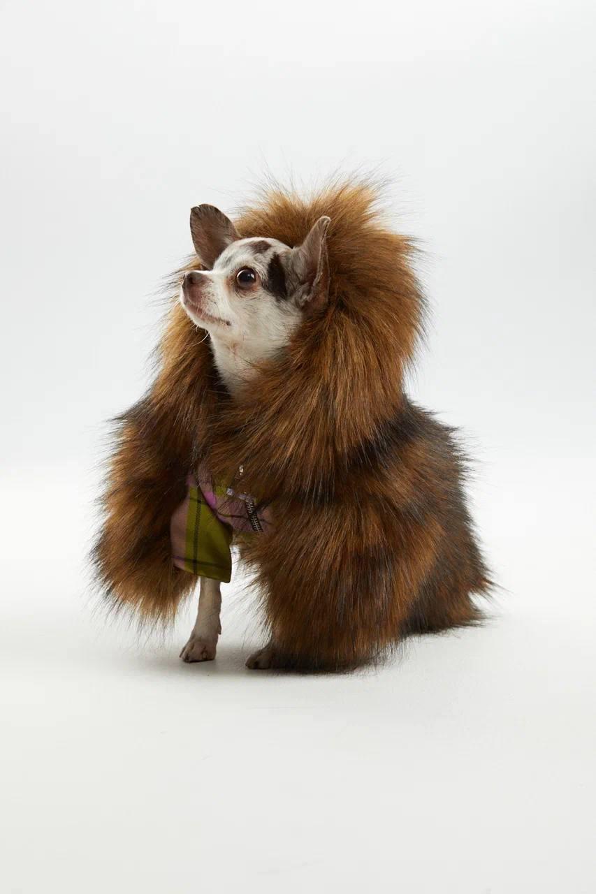 Шуба с прорезью для поводка из капсульной коллекции Pet Subject х RomaUvarovDesign