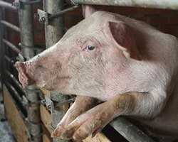 В соседней с Ленинградской области зафиксирована вспышка африканской чумы свиней