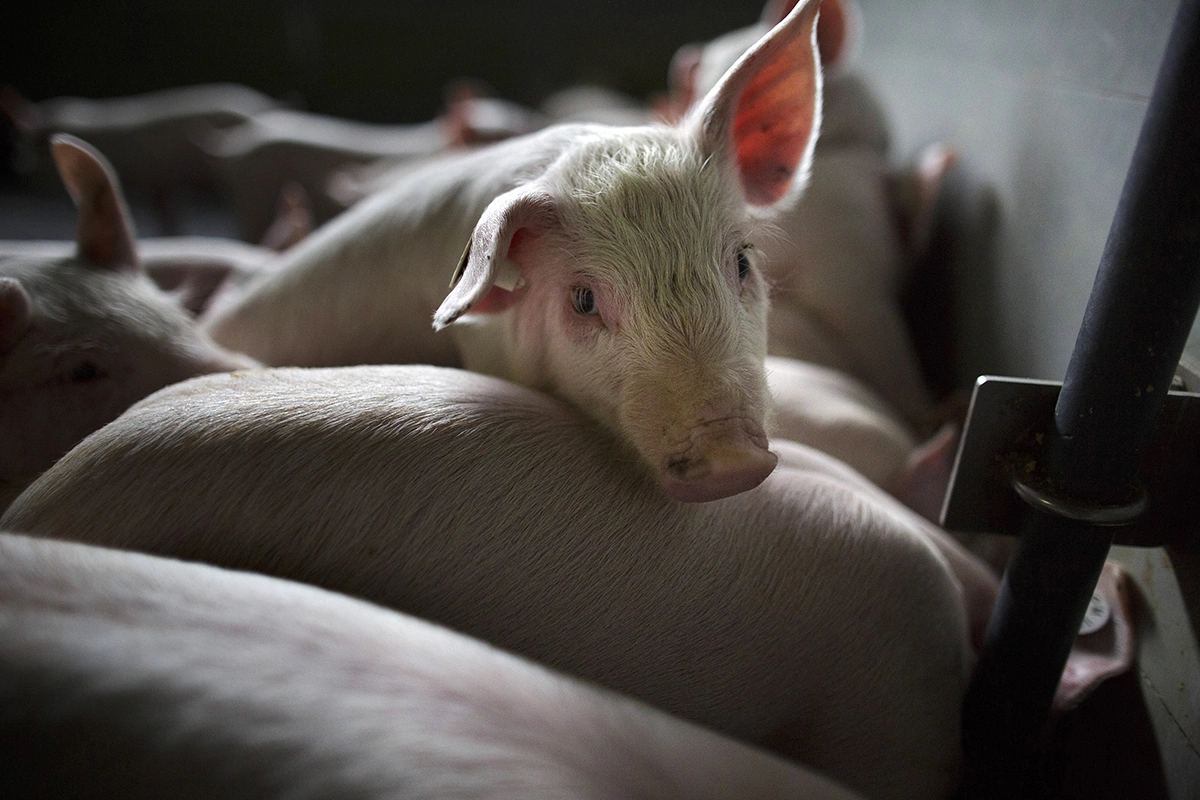<p>Ученые работают над изменением генов свиней, чтобы их органы не отторгались человеческим организмом</p>