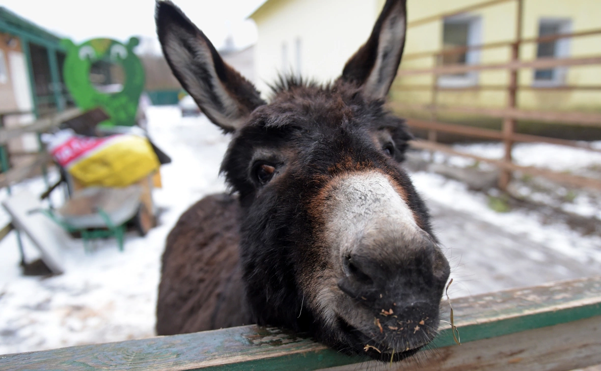 Ольга Мальцева / ТАСС