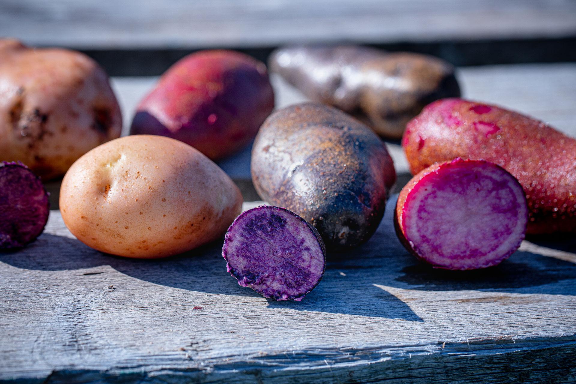 Ферма Twins Garden