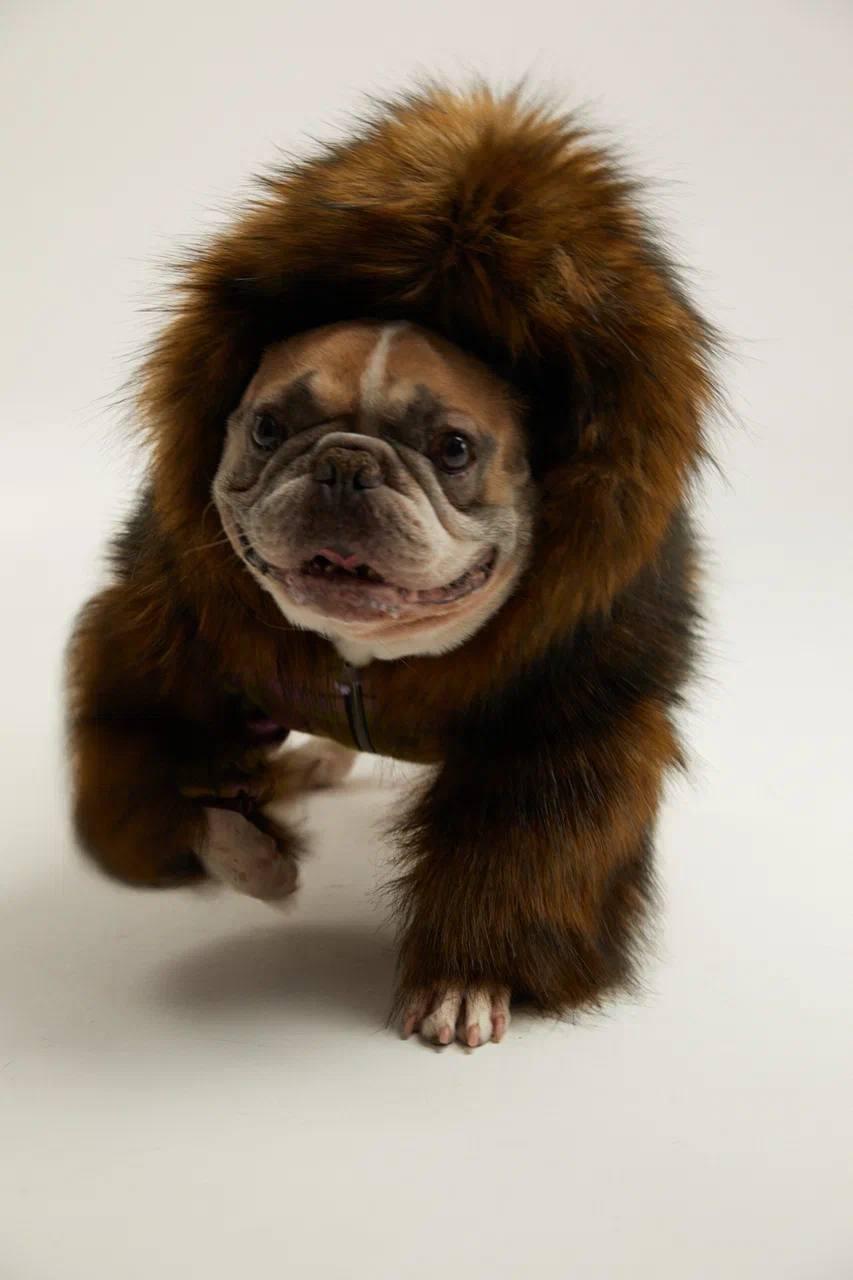 Капсульная коллекция Pet Subject х RomaUvarovDesign