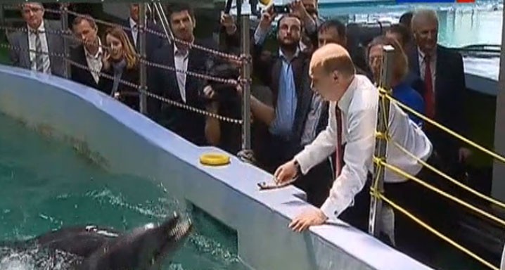 В Приморье В.Путин навестил тигриц, дельфинов и моржей