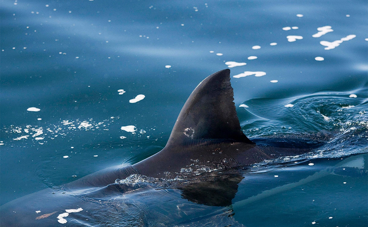 Gerard Lacz / Global Look Press