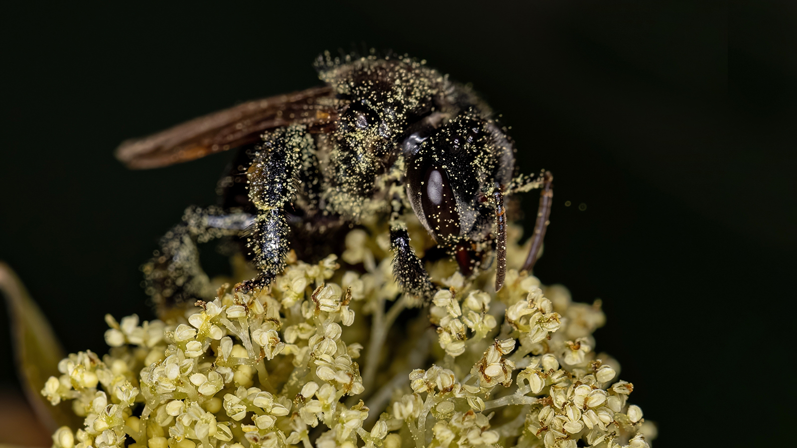 Безжальная пчела