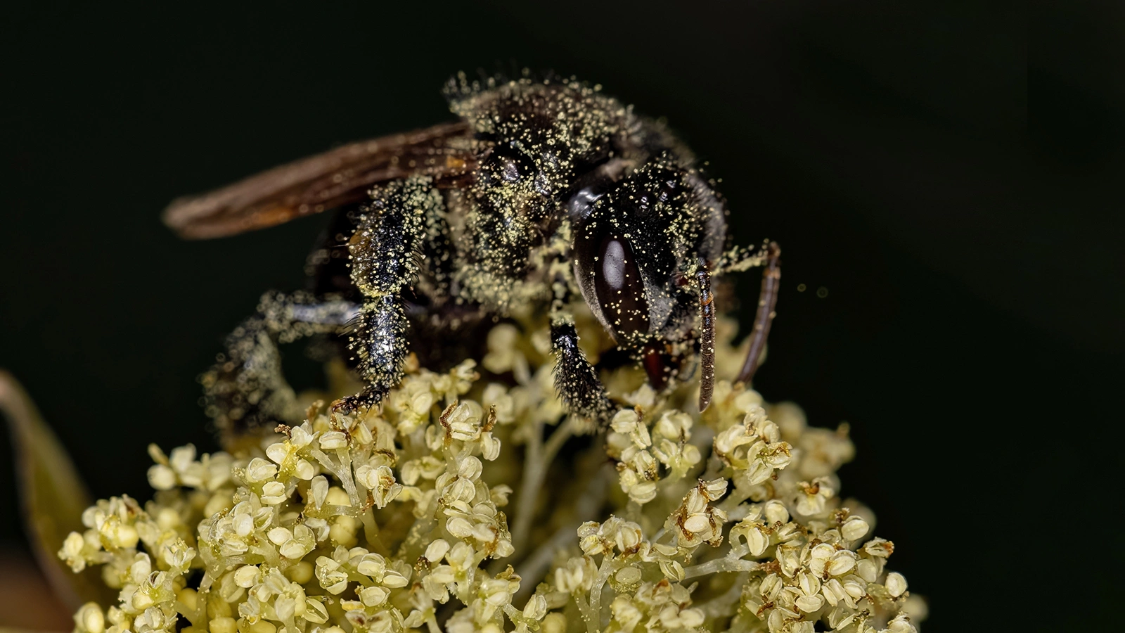 Безжальная пчела