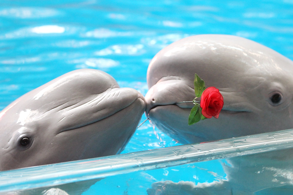 Самцы конкурируют за самок, и лишь несколько доминантных самцов становятся отцами большинства детенышей