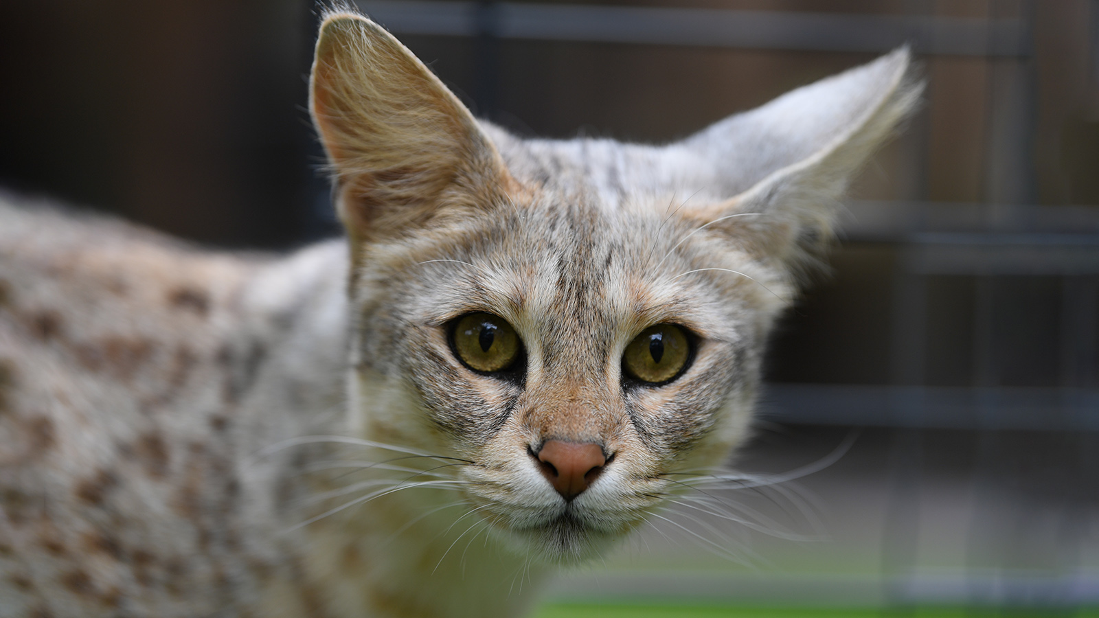 Саванна отличается вытянутым мускулистым телом, длинной шеей и крупными ушами, напоминая дикого хищника