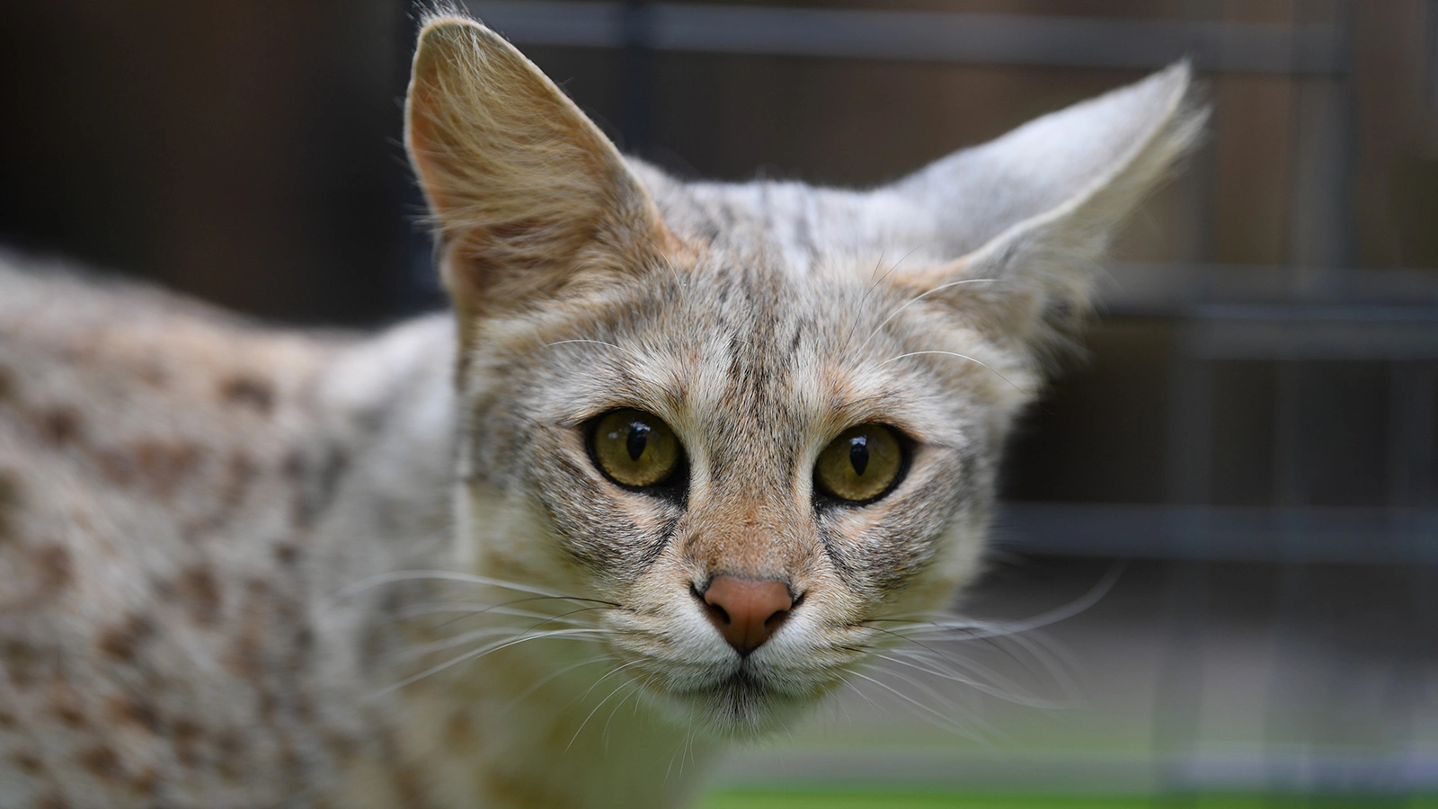 Саванна отличается вытянутым мускулистым телом, длинной шеей и крупными ушами, напоминая дикого хищника