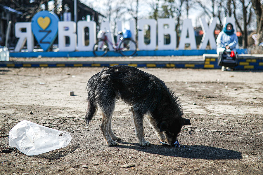 Бездомная собака в городе Волноваха, перешедшем под контроль ДНР, 14 марта