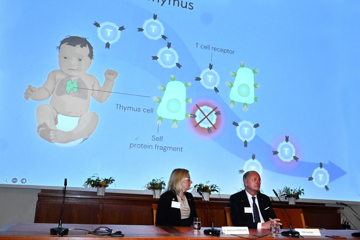 Нобелевку по медицине вручили за открытия в сфере иммуннологии