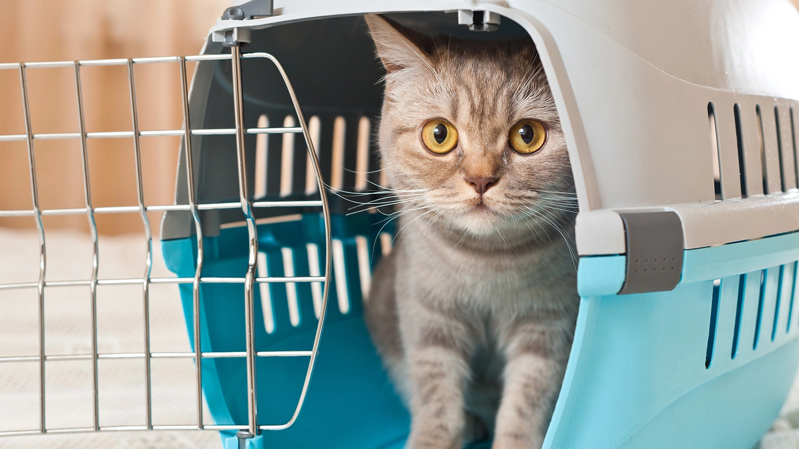 Надо создать позитивные ассоциации с переноской, чтобы кошка была готова проводить в ней время, не проявляя признаков стресса или агрессии