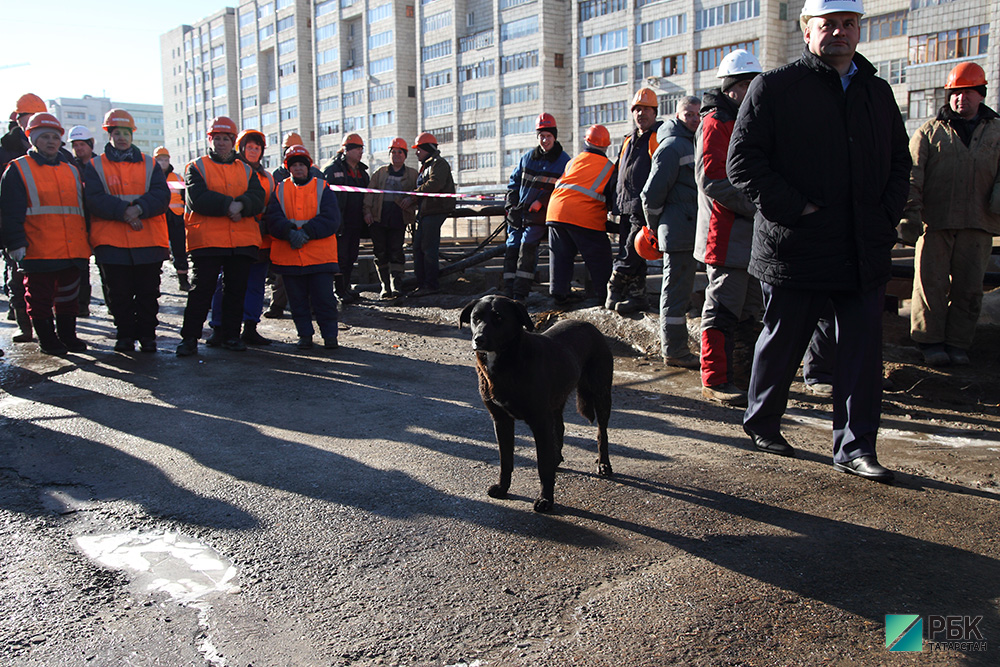 В Татарстане за бродячими собаками будет следить искусственный интеллект