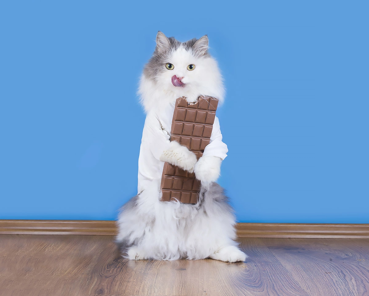 <p>Шоколад, помимо высокого содержания сахара, содержит опасное для кошек вещество&nbsp;&mdash; теобромин. Он учащает сердцебиение и вызывает аритмию</p>