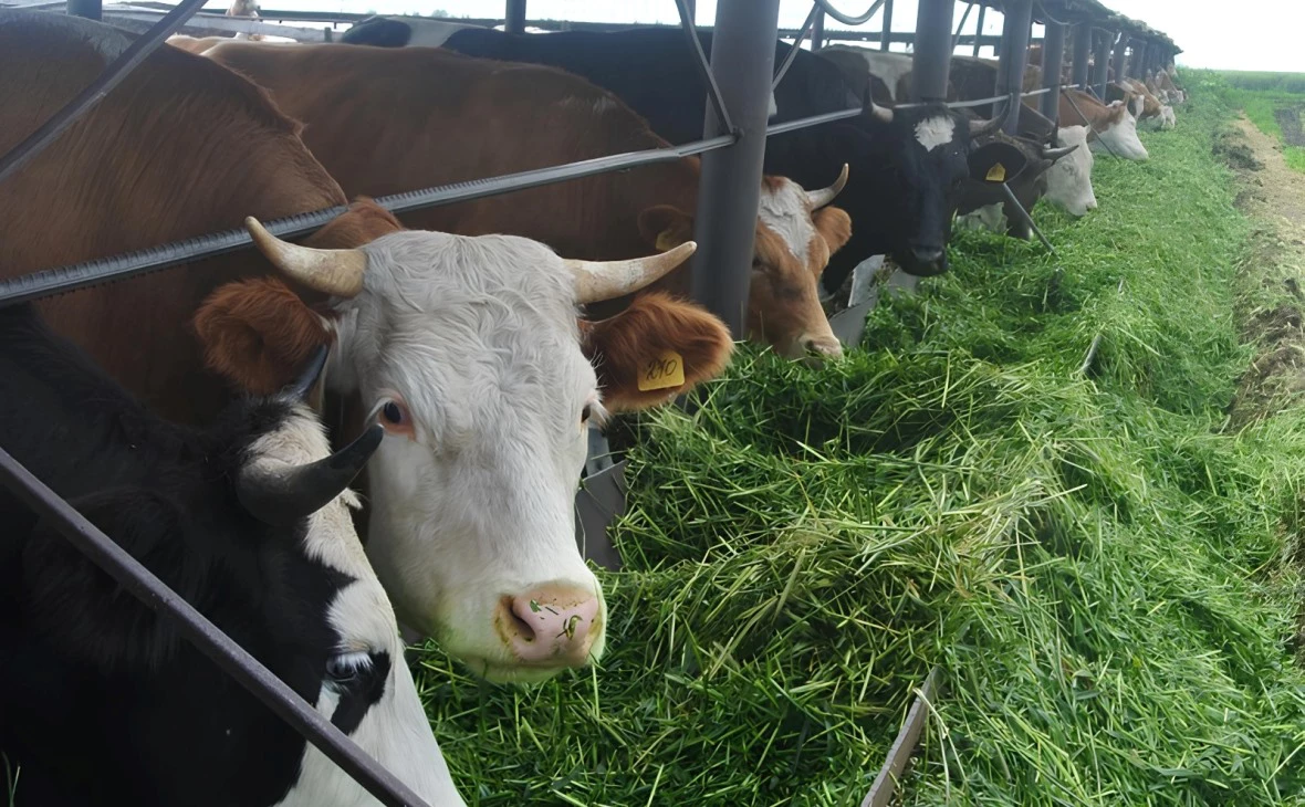 РБК Черноземье