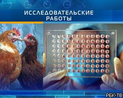 Вакцину от птичьего гриппа испытают на российских добровольцах