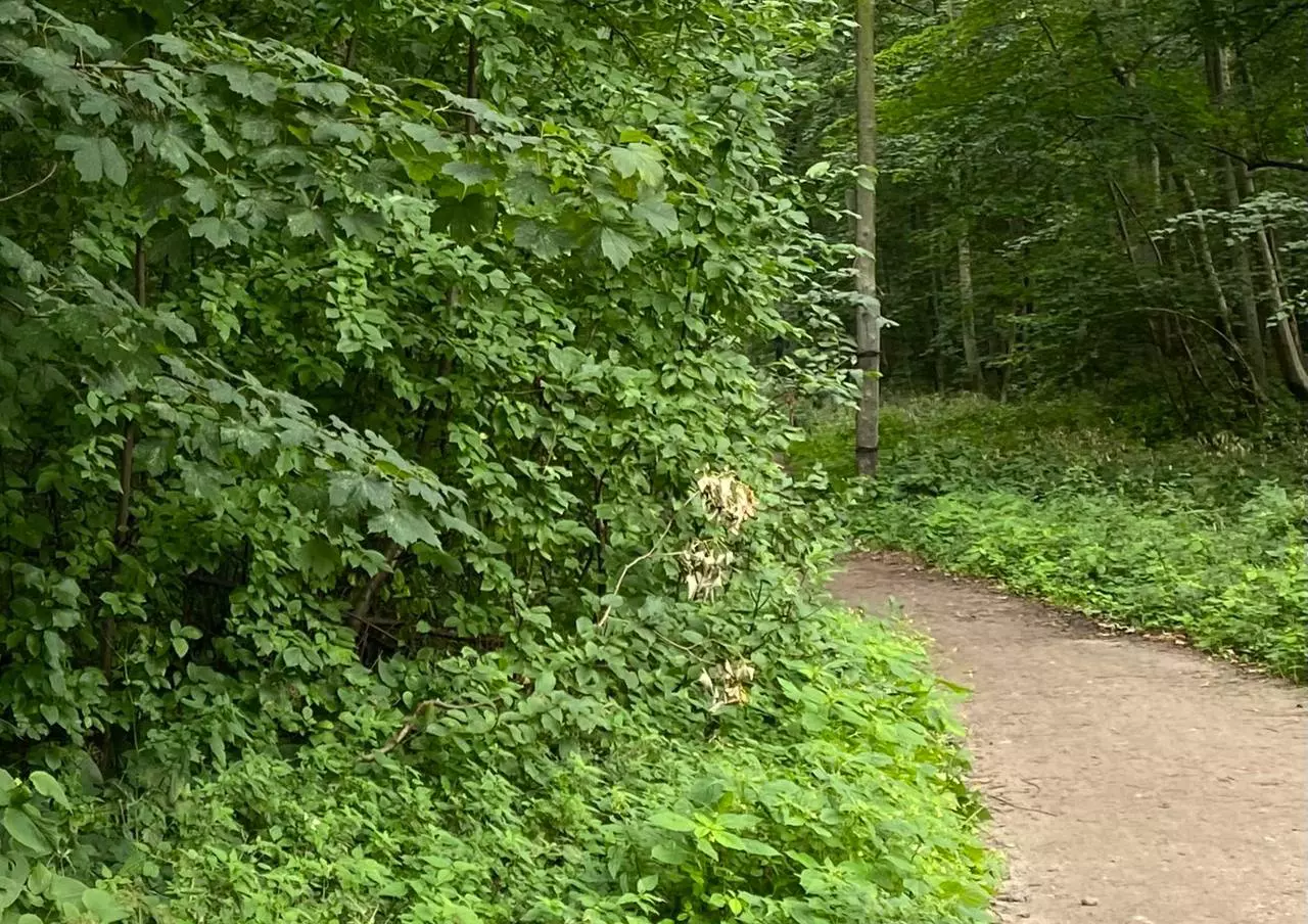 пресс-служба нацпарка «Куршская коса»