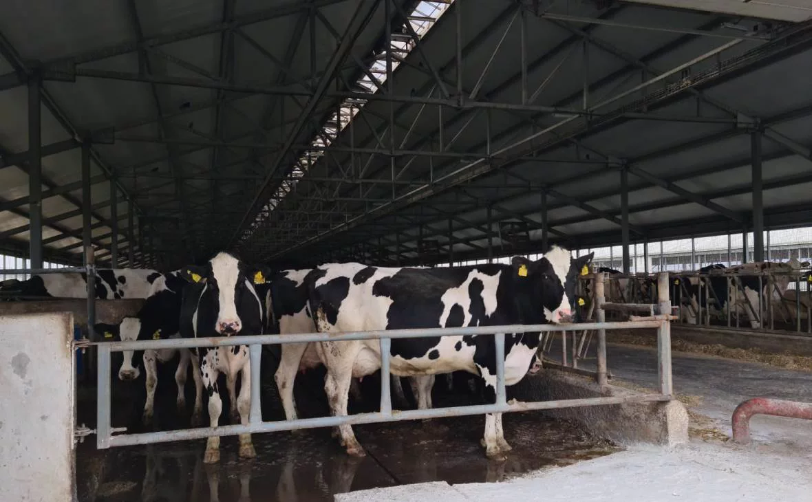 РБК Черноземье