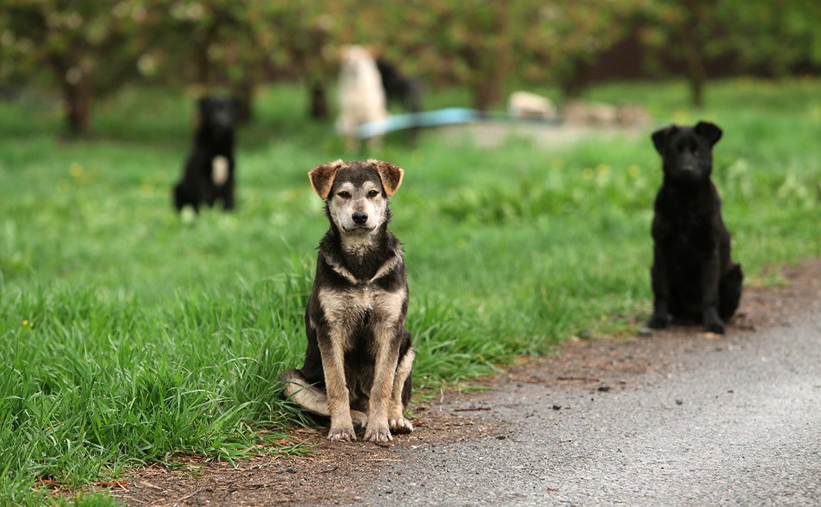 Николай Гынгазов / Global Look Press