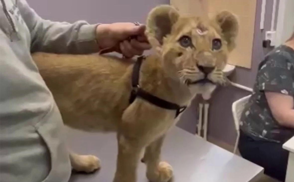 Светлана Радионова / t.me