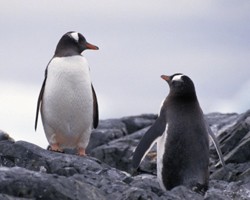 В Канаде пингвинов-геев заставят быть гетеросексуалами