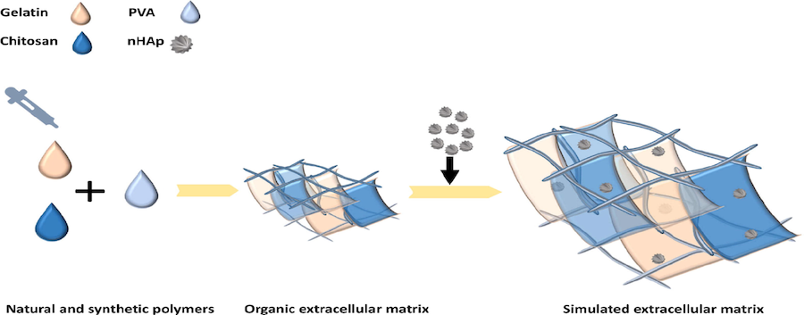 Схема создания и нагрузки матрицы из желатина, хитозана, поливинилового спирта и гидроксиапатита