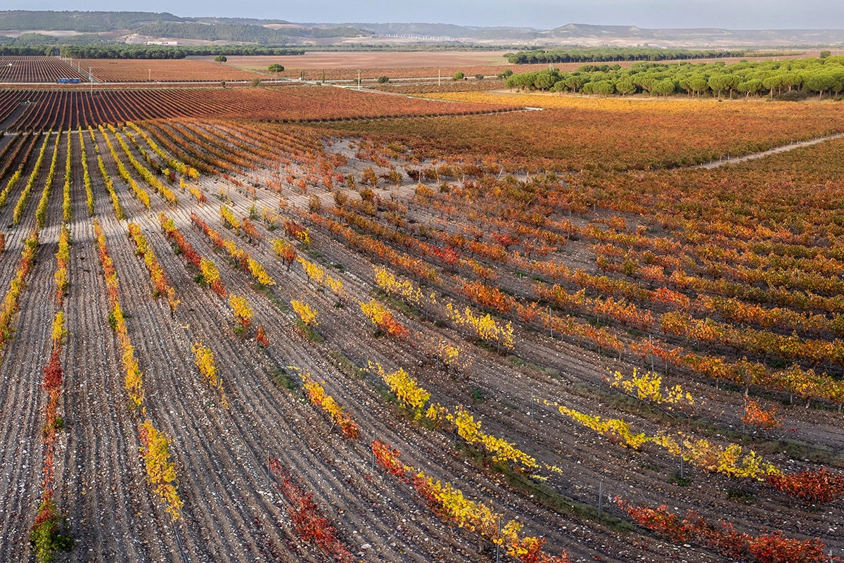 Рибера-дель-Дуэро