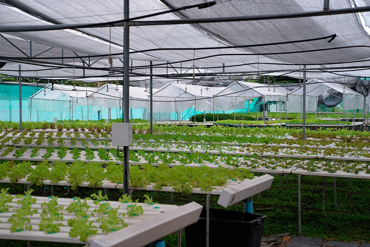 В гидропонных установках растения выращивают без использования почвы