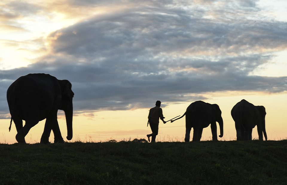 Владельцы частных парков со слонами в стране терпят убытки из-за пандемии и...