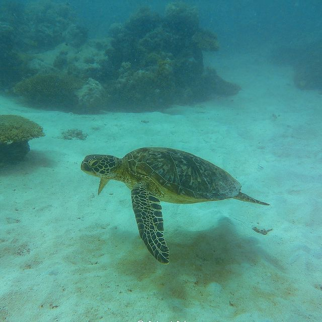 Зеленая черепаха в морском заповеднике Кисите-Мпунгути