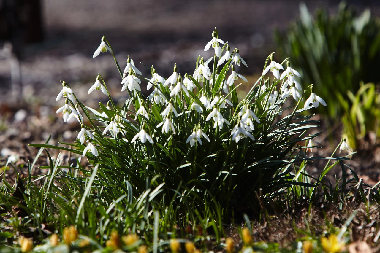 Александр Подгорчук