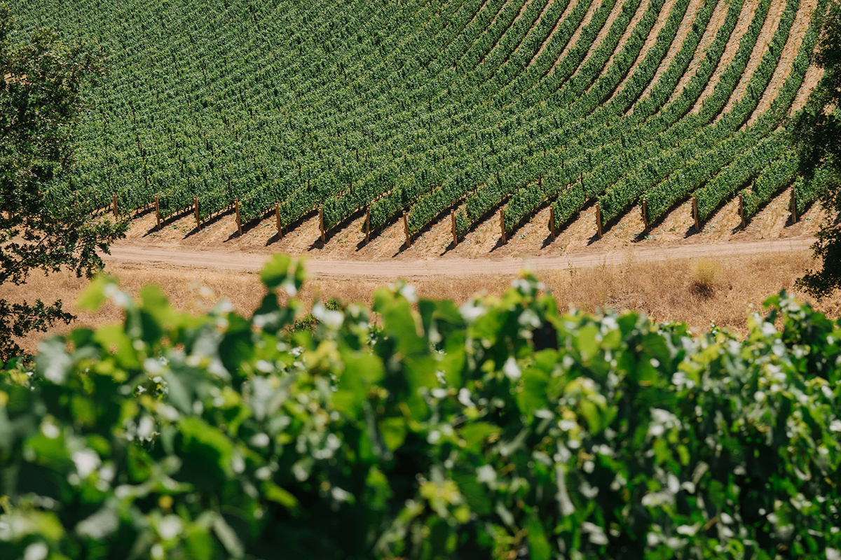 Владелец Penfolds потерял $394 млн на фоне реорганизации бизнеса