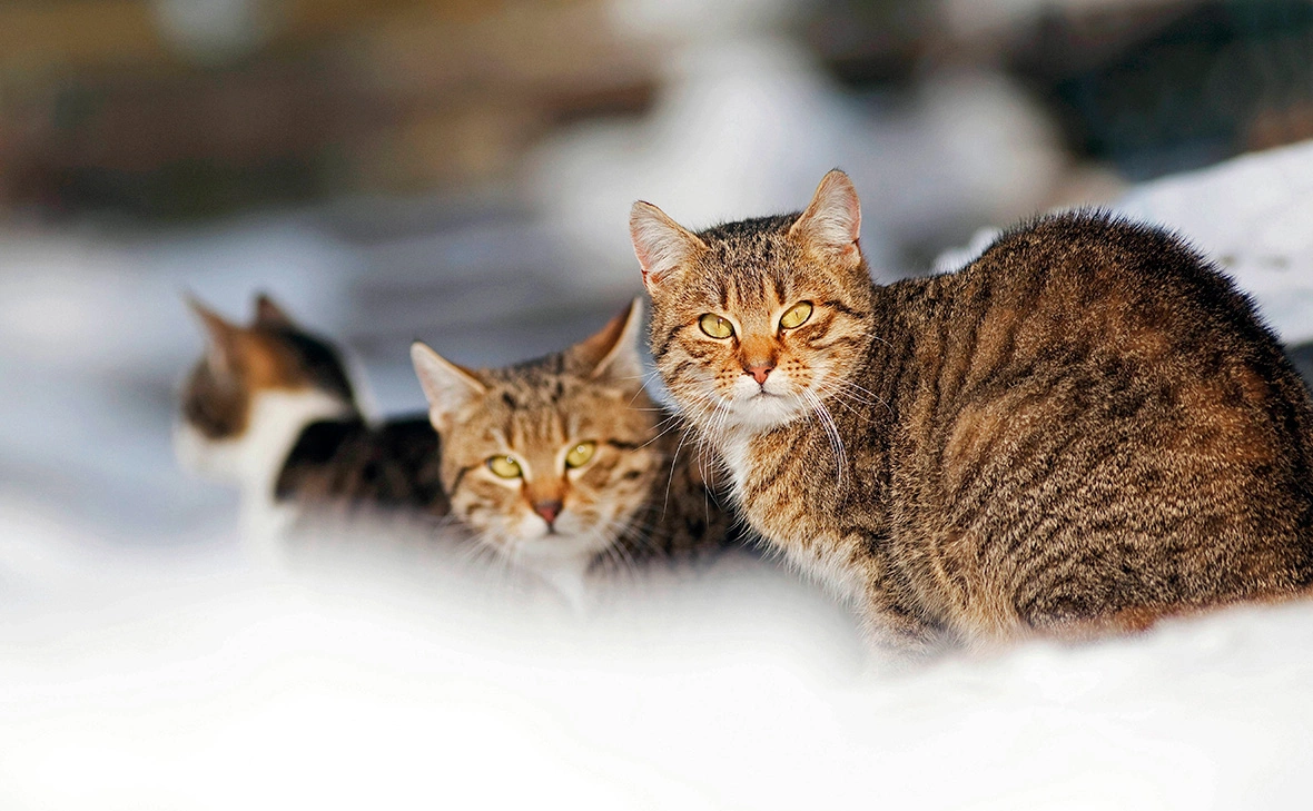 S. Klewitz-Seemann / blickwinkel / Global Look Press