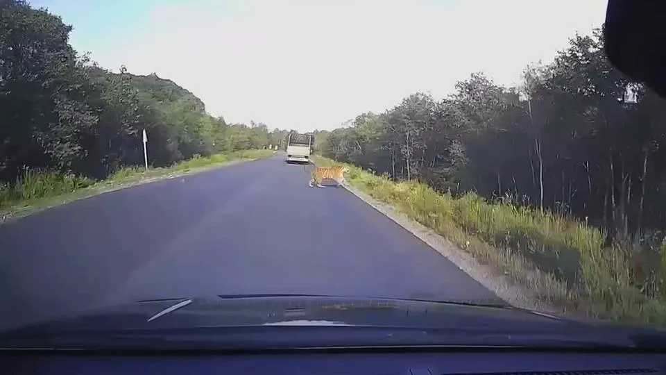 Амурский тигр