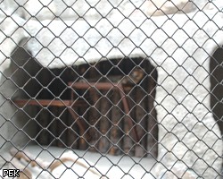 Зоопарк Москвы закрыли из-за подозрения на африканскую чуму свиней