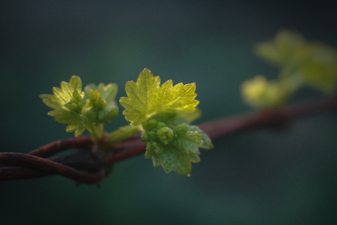 «Российские вина заслуживают свою цену»: отельер — Радио РБК