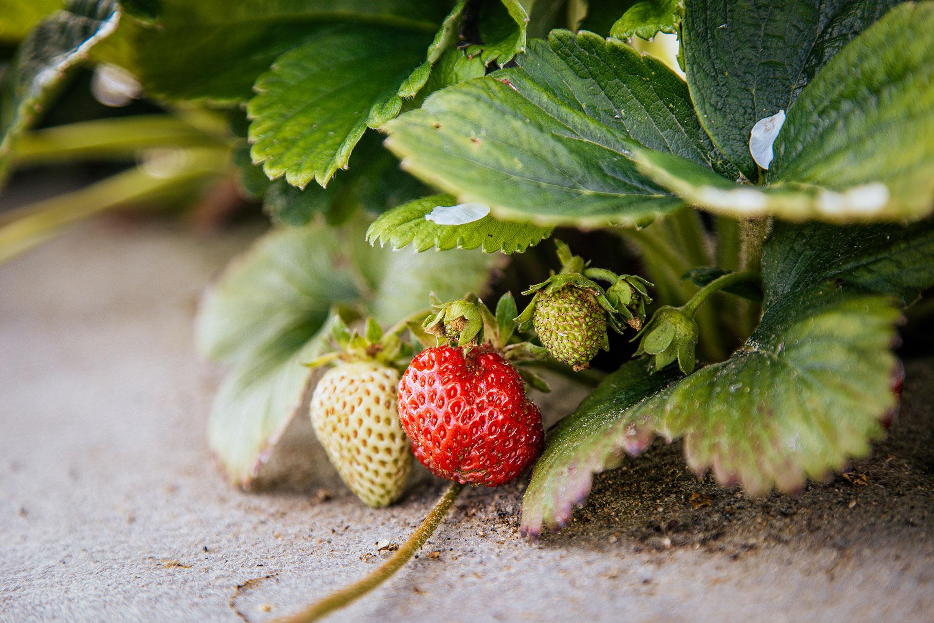 Ферма &laquo;Гастродача Вселуг&raquo;