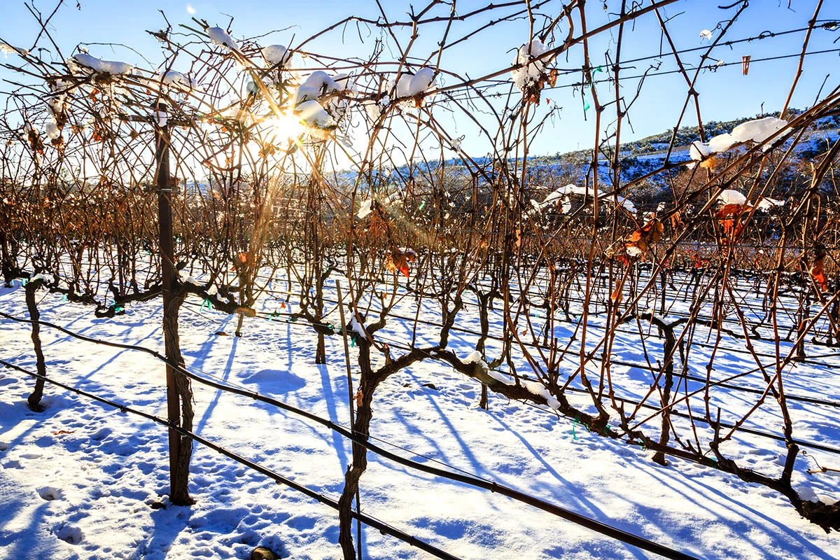 В 2016 году часть виноградников осталась под снегом