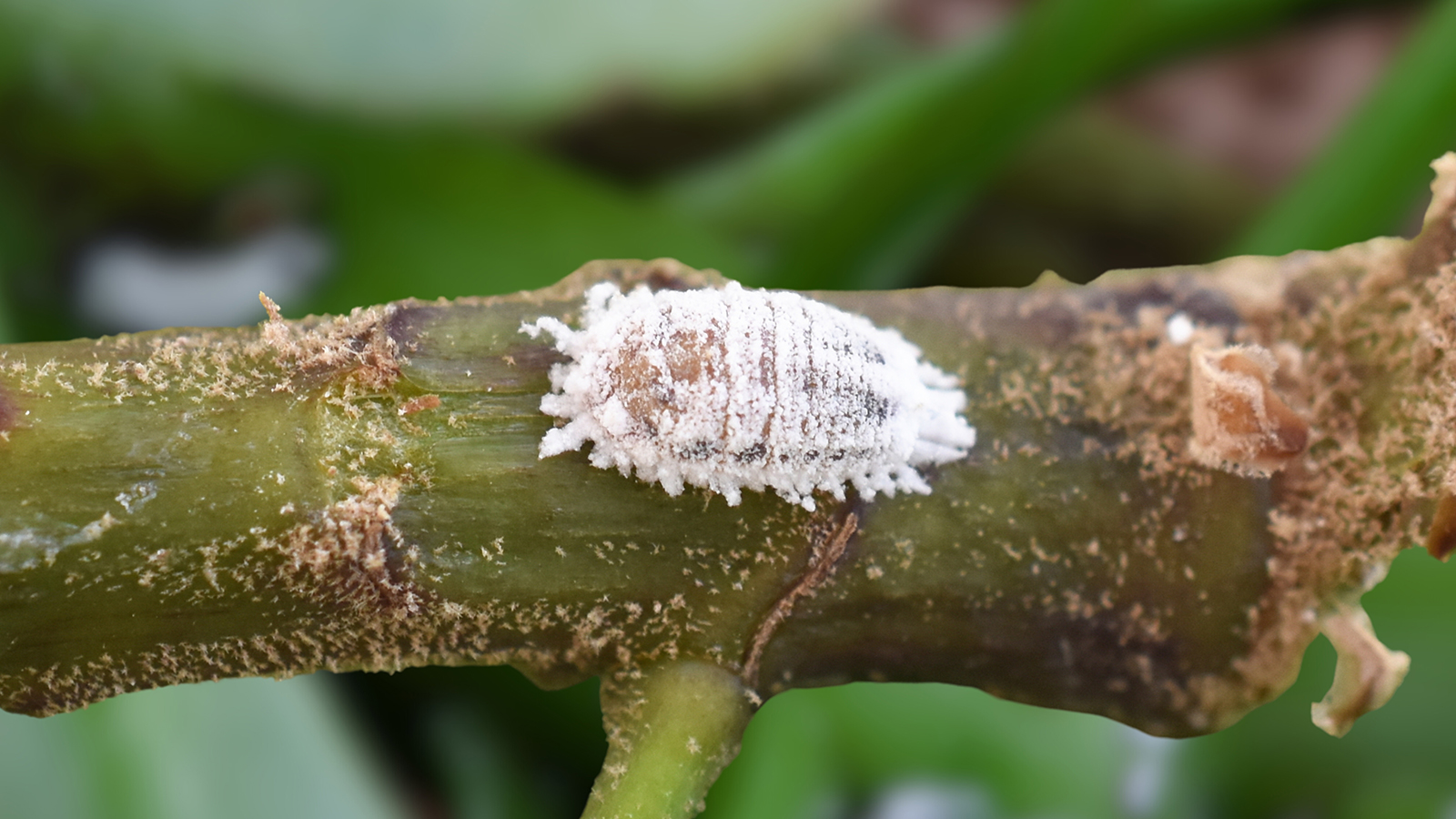 Мучнистый червец