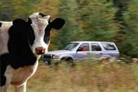 В Австрии корова стала причиной дорожного происшествия